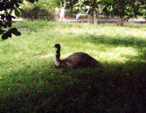 emu.jpg