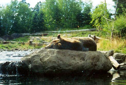 sleeping-bear.jpg