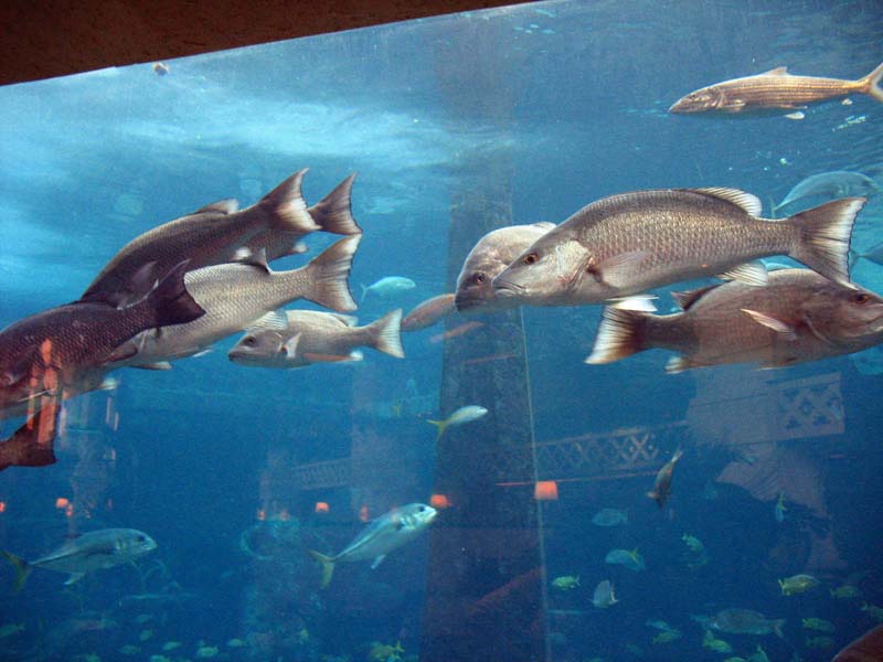 227-aquarium.jpg