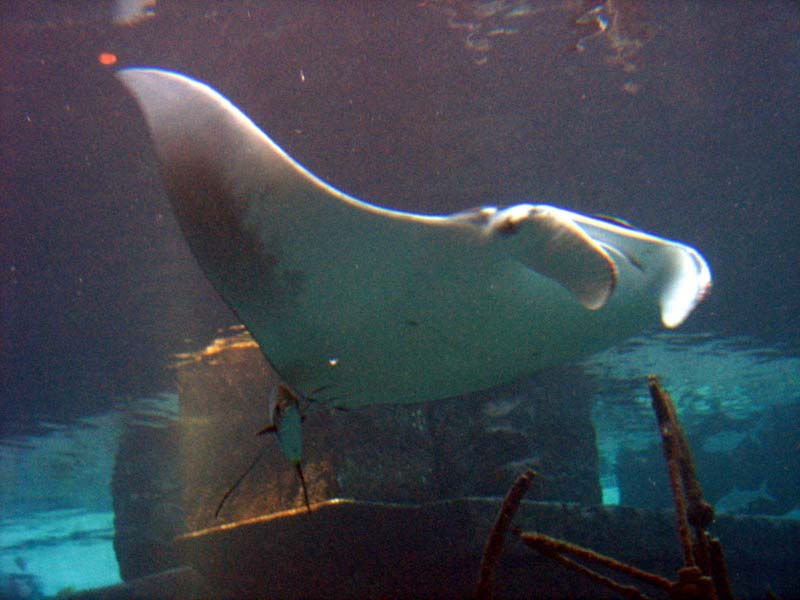 238-aquarium-mantaray.jpg